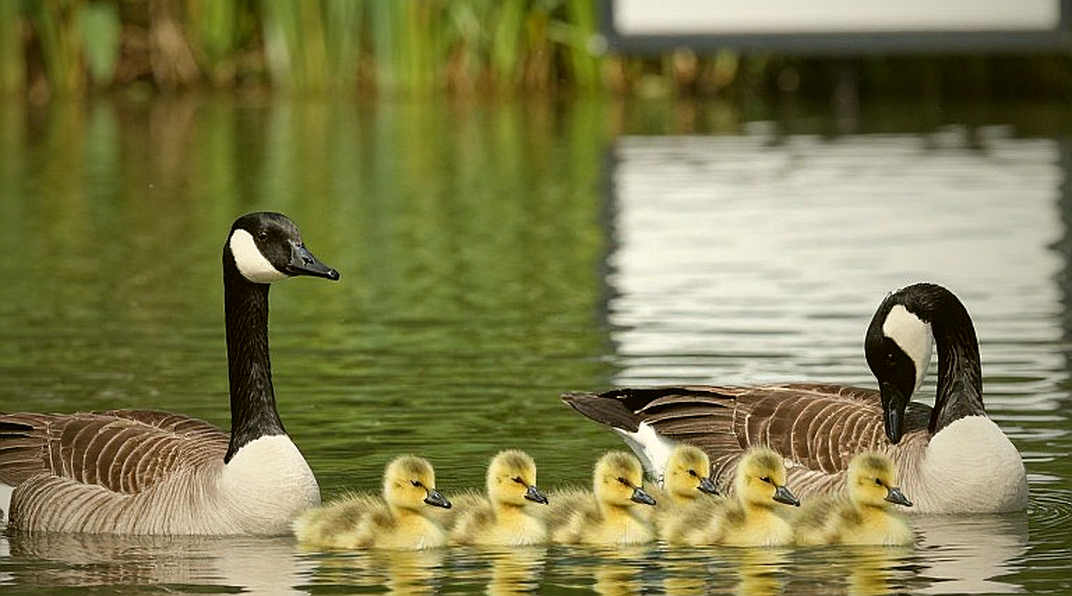 Nước không biết nói dối: Dữ liệu bơi lội Việt Nam sau mười năm huy chương